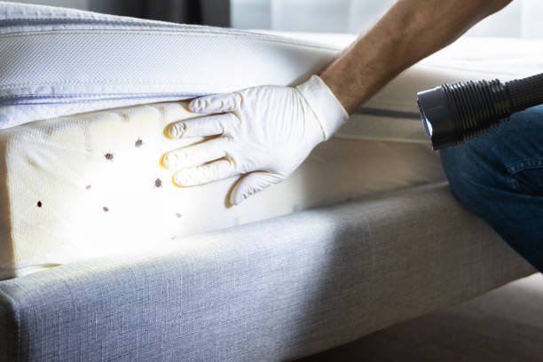 Best Residential Pest Control  in Morris, OK
