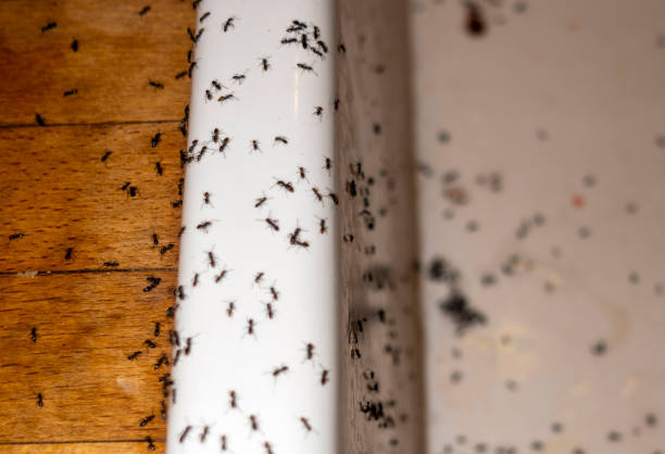 Best Pest Control for Homes  in Morris, OK